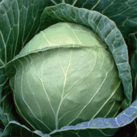 Капуста Триперио F1 2500 семян белокочанная среднеспелая, Syngenta