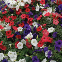 Петуния Изи Вейв F1 100 дражированных семян ампельная смесь, Pan American flowers