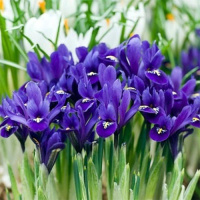 Ирис Pixie (10519)