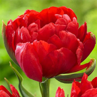 Тюльпан махровый Salcido (10360)