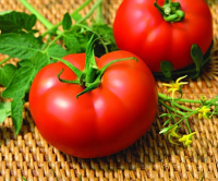 Томат Мелодия F1 500 семян биф высокорослый ранний, Seminis
