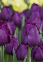 Тюльпан Negrita 3 шт триумф, De Ree (10309)