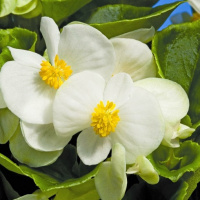 Бегония Бада Бинг F1 200 дражированных семян белая, Syngenta Flowers