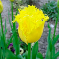 Тюльпан Royal Sphinx 3шт бахромчатый, De Ree(10391)