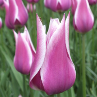 Тюльпан Ballade 3 шт лилиевидный , De Ree (10430)