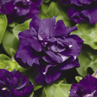 Петуния мультифлора махровая Дуо F1 синяя 200 семян, Pan American flowers