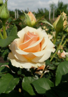 Примадонна чайно-гібридна троянда