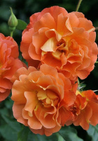 Троянда Вестерленд паркова