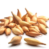 Купить лук севок арбажейка бамбергер 500 г, top в интернет-магазине Sezon Лук севок арбажейка Бамбергер 500 г, Top