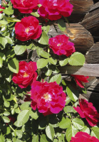 Троянда Фламентанз плестиста