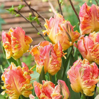 Тюльпан Appricot Parrot 3 шт попугаевидный, De Ree (10525)