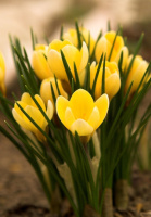 Крокус Yellow 5 шт крупноцветковый De Ree (10195)