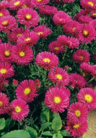 Астра багаторічна Jenny (10420)