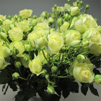 Роза Лувіана спрей