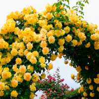 Троянда Голден Шауерз плестиста