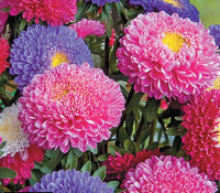 Астра китайская Принцесса Бенари 1000 семян смесь, Benary flowers