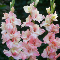 Гладиолус Mindset 3 шт гофрированный, De Ree