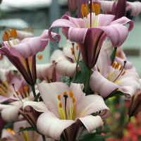 Лилия LO гибрид Pink Planet трубчатая, De Ree