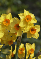 Нарцис Suzy 2 шт багатоквітковий De Ree(10321)