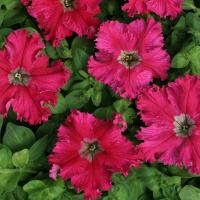 Петуния грандифлора Афродита F1 розовая 500 семян,	Cherny