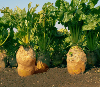 Свекла Урсус Поли 1 кг кормовая цилиндрическая среднеспелая