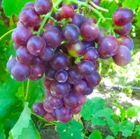 Саженцы винограда Альтаир