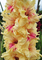 Гладиолус гофрированный London (10404), De Ree