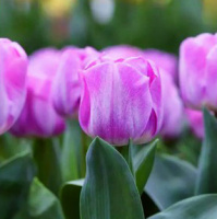 Тюльпан триумф Cleveland (10379)