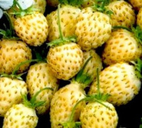 Суниця Вайт Соул 1000 насінин ремонтантна біла, Hем Zaden