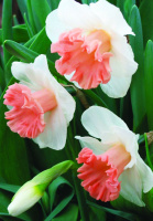 Нарцис Rosy Sinrise 2 шт корончастий De Ree(10204)