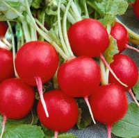 Редис Илке весовой среднеспелый