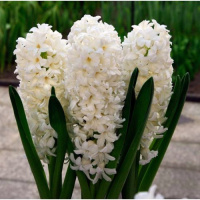 Гиацинт горшечный Antarctica (10512)