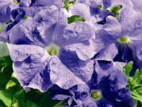 Петуния Ультра F1 1000 дражированных семян лавандовая, Syngenta Flowers