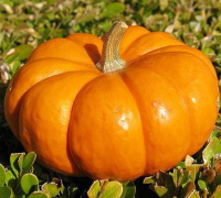 Гарбуз Стофунтовий ваговий великоплідний середньостиглий