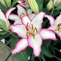 Лилия Hotline ориентальная, De Ree