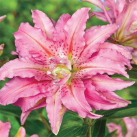 Лилия Broken Heart махровая ориентальная (11212), De Ree