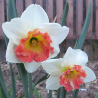 Нарцисс Precocious корончатый (10439)