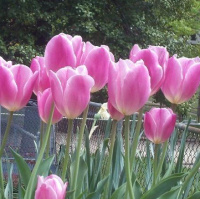 Тюльпан Early Glory 3 шт триумф, De Ree (10382)