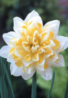 Нарцисс Irene Copeland махровый (10207)