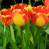 Тюльпан триумф Banja Luka (10377)