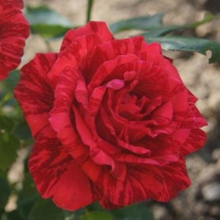 Роза Ред інтернешнл чайно-гібридна