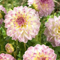 Георгина Jessy высокорослая с гигантским цветком, De Ree