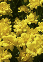 Тюльпан Monte Carlo 3 шт махровый, De Ree (10257)