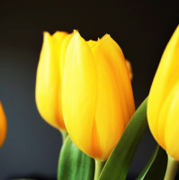 Тюльпан Kikomachi 3 шт триумф, De Ree (10375)