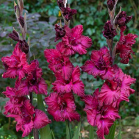 Гладиолус Mighty Joe Frizzle 3 шт гофрированный, De Ree