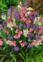 Гіацинтоїдес суміш (10326)