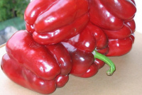 Перець Клаудіо F1 1000 насіння середньостиглий, Nunhems Zaden