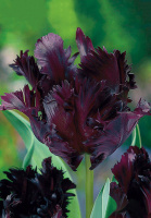 Тюльпан Black Parrot 3 шт попугаевидный, De Ree (10264)