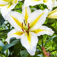 Лилия Baferrari ориентальная, De Ree