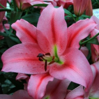 Лилия Provecho c гигантским цветком, De Ree